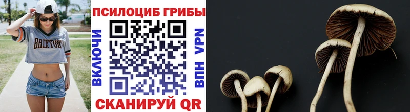 Галлюциногенные грибы Psilocybine cubensis KRAKEN tor Казань